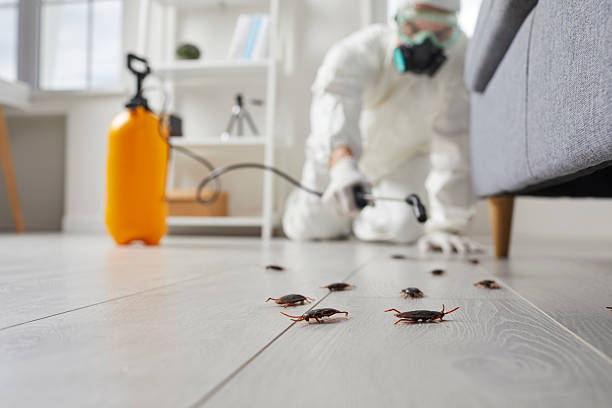 Affordable Termite Control solutions in Spring Arbor, MI